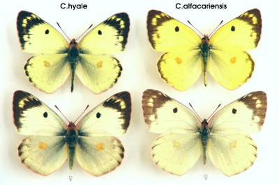 Colias hyale i alfacariensis.jpg