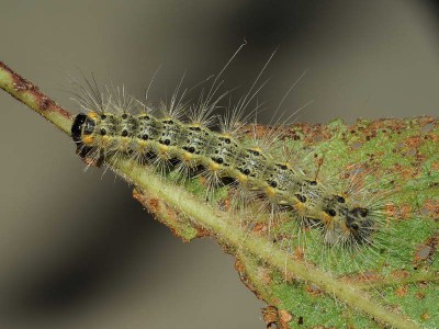 Hyphantria cunea (DRURY, 1773)