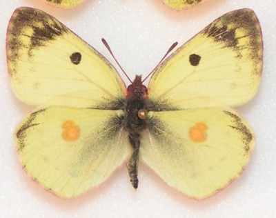 Colias1.JPG