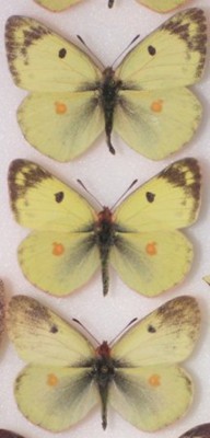 Colias3.JPG