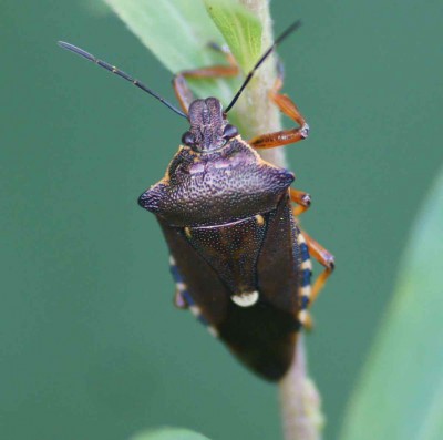 Pentatoma rufipes albo Pinthaeus sanguinipes