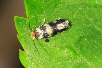 Ectoedemia  sp.jpg