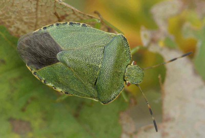 Palomena prasina