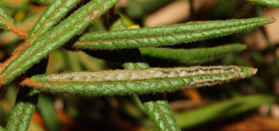 Stigmella lediella - mina.jpg