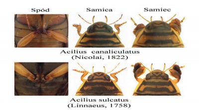 A.canaliculatus vs. A.sulcatus.jpg