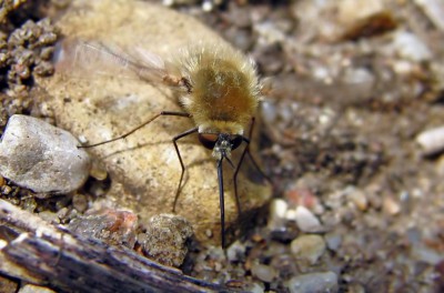 Bombylius vulpinus..jpg