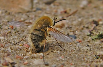 Bombylius vulpinus.jpg