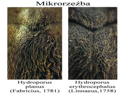 H.planus vs.H.erytrocephalus (b.jpg