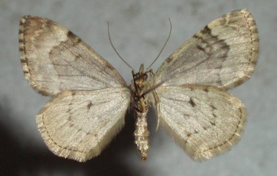 Chloroclysta miata - spód.jpg