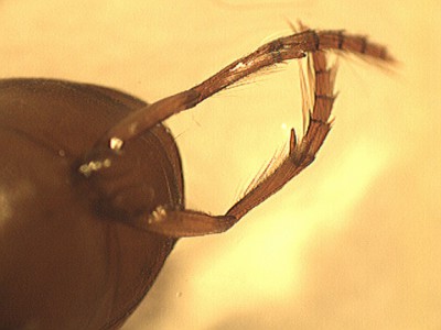 H. ovatus.jpg