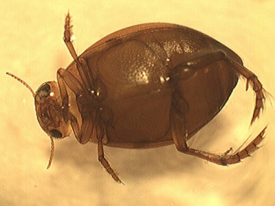 H. ovatus3.jpg