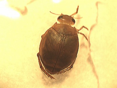 H. ovatus4.jpg