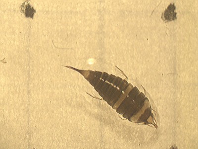 H. ovatus larvae.jpg