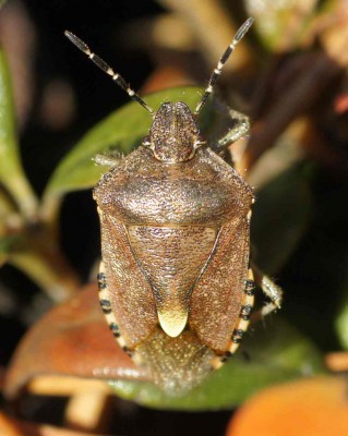 Delycoris baccarum