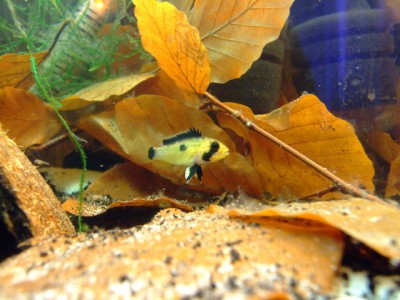 Apistogramma atahualpa.jpg