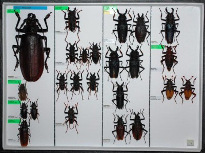 Cerambycidae Prioninae 2.JPG