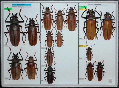 Cerambycidae Prioninae 4.JPG