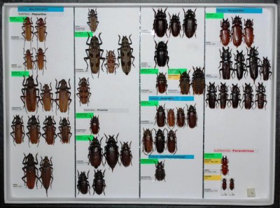 Cerambycidae Prioninae 8.JPG
