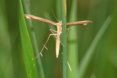 2009.07.01, Potasznia, XT71