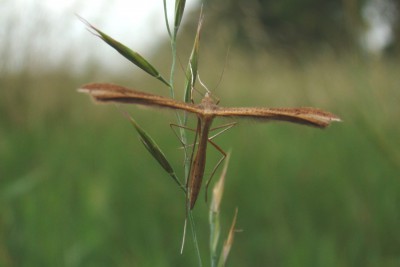 2009.07.01, Potasznia, XT71