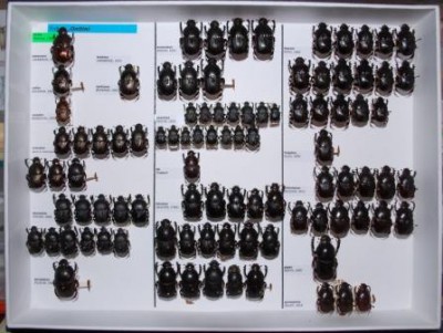 Scarabaeidae 58.JPG