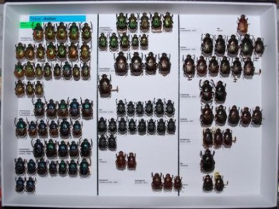 Scarabaeidae 59.JPG