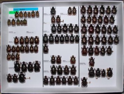 Scarabaeidae 60.JPG