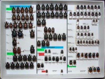 Scarabaeidae 61.JPG