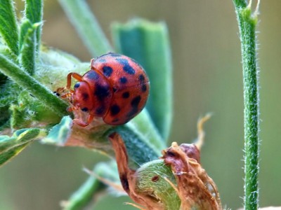 Subcoccinella quauorduopunctata.jpg