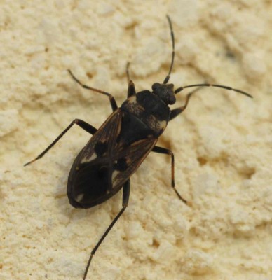 Ryparochromus vulgaris