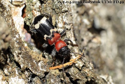 Thanasimus formicarius (Linnaeus, 1758).JPG