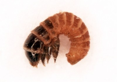 a.helicoidella_larva_Iinst2.jpg