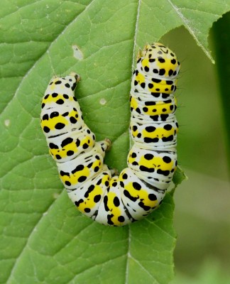 Cucullia scrophulariae.jpg