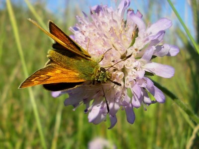 Ochlodes sylvanus?