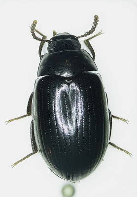 Platydema violaceum.jpg