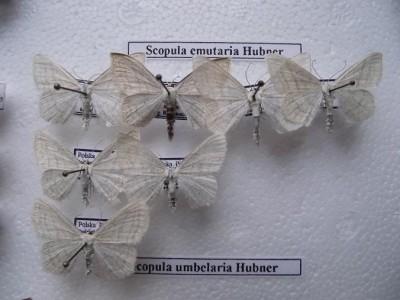 S. umbelaria.jpg