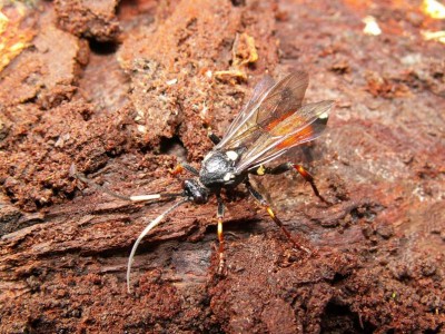 Ichneumon stramentarius.jpg