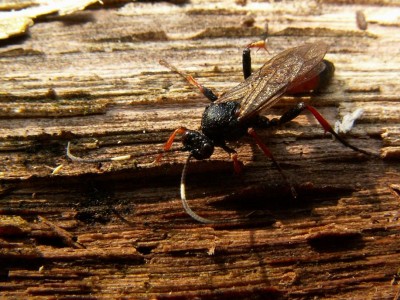 Stenichneumon culpator.jpg