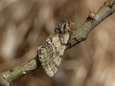 Apocheima hispidaria (Włochacz kolczatek)