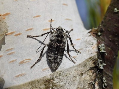 Phigalia pilosaria (Włochacz naśnieżek)