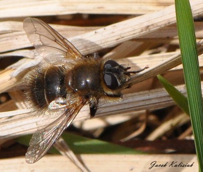 Tachina ursina_ZPK Górna Mrożyca 2011.04.10_0116[600_8].jpg