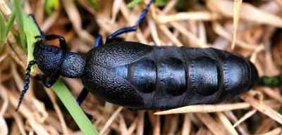 Meloe proscarabaeus  - samica