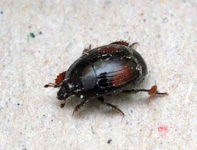 Histeridae3.jpg