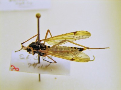 Ctenophora flaveolata.JPG