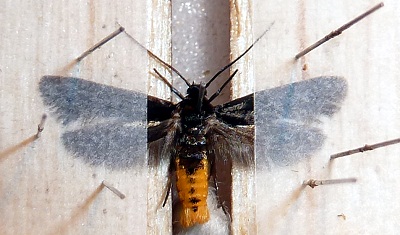 Scythris sinensis, samiec, 3.05.2011, Wrocław-Stare Miasto