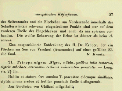 Tetrops nigra Kraatz 1859.gif