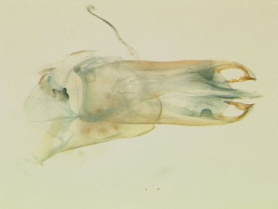 Priacma serrata_S9_ventral.jpg