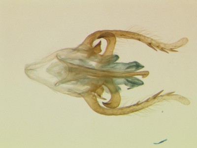 Priacma serrata_genitalia_dorsal.jpg