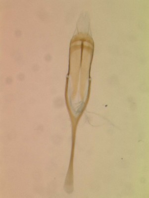 Apion carpophagum_PLTm_tgm_vMontage.jpg