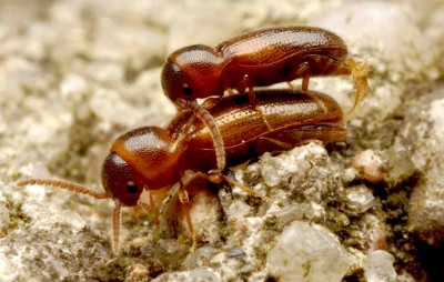 Xylophilus testaceus1.jpg